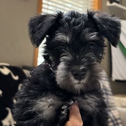 Aspen - Black and silver female Miniature Schnauzer puppy in Akeley, Minnesota from Great Northern Schnauzers