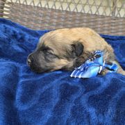Duke - Fawn male Bouvier des Flandres puppy in Buffalo, Missouri from Noble Bouviers