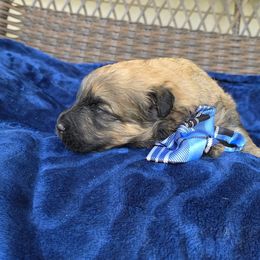 Duke - Fawn male Bouvier des Flandres puppy in Buffalo, Missouri from Noble Bouviers
