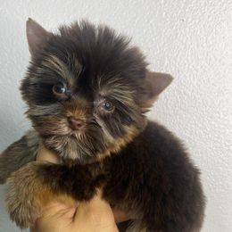 Choco boy dark paw - Chocolate and tan male Yorkshire Terrier puppy in Kissimmee, Florida from M&R Yorkies