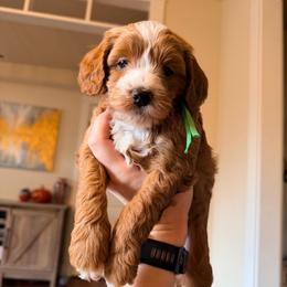 Fredrick (Freddie) - Red  male Goldendoodle puppy in Olympia, Washington from Salt and Sage Doodles