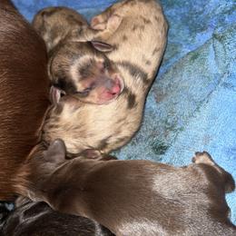 Dachshund puppies from Shy’s Teenie Weenies