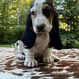 Brittany - Black white and brown female Basset Hound puppy in Dingess, West Virginia from Tuckers' Howling Hounds