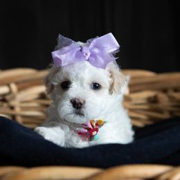Girl 2 - Maltipoo puppy in Peekskill, New York from Dorothy Bunch's Maltipoos