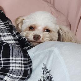 Timmy - Parti male Poodle puppy in Saint Cloud, Florida from Rising Star Kennels