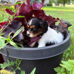 Porche (molly) - Tri-color female Cavapoo puppy in Battle Lake, Minnesota from Panda Puppies