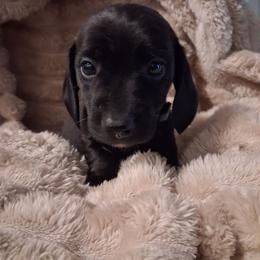 Rodney (gray) - Black male Dachshund puppy in Martinsville, Indiana from Kary's Mini Doxie Kuddles