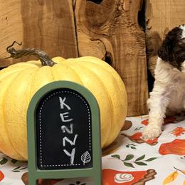 Kenny - Brown and white male Aussiedoodle puppy in Lavonia, Georgia from H & A Kennels