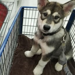 Alaskan Malamutes from Corvus Canines