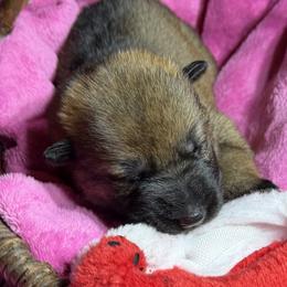Pretty dark Sable girl - Sable female German Shepherd puppy in Grantsville, Utah from Vom Haus Denfors K9 - Working German Shepherds