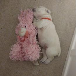 Agnes (Aggie) - White female Miniature Schnauzer puppy in Carriere, Mississippi from Pea Patch Schnauzers