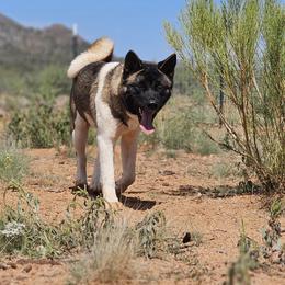 Mesa - Akita