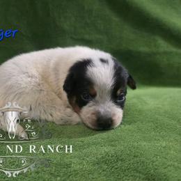 Ruger - Blue male Australian Cattle Dog puppy in Silsbee, Texas from Rockin ND Ranch