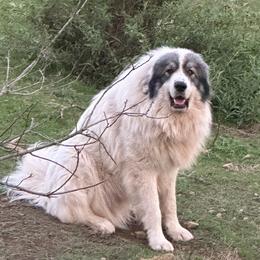 Champ - Great Pyrenees