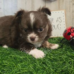 Dash - Chocolate and white male Chihuahua puppy in Bowdon, Georgia from Paschal's Pups