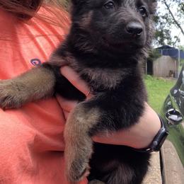 German Shepherd Puppies from East Texas GSD