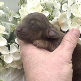 Boone - Chocolate and tan male Dachshund puppy in Exeter, California from Sawtooth Miniature Dachshunds