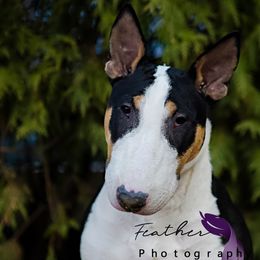 Bull Terrier puppies from Tuffnutz Bull Terriers