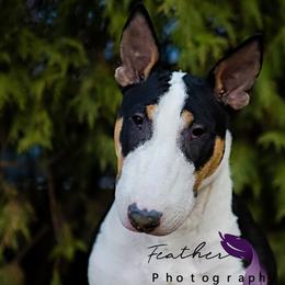 Bull Terrier puppies from Tuffnutz Bull Terriers