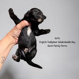 Grits English Teddybear - Black male Goldendoodle puppy in Grove, Oklahoma from Guinn Family Farms