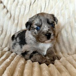Stella - Blue merle female Miniature Australian Shepherd puppy in New Hampton, Iowa from Full River Australian Shepherds