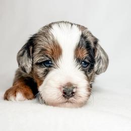 Brie - Blue merle female Aussiedoodle puppy in Sharpsburg, Georgia from Steindoodles