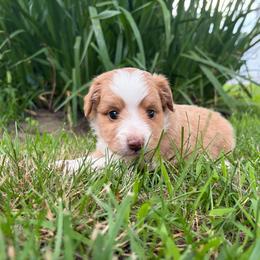 Elton (has tail) - Red merle male Miniature Australian Shepherd puppy in Terryville, Connecticut from Spirited Aussies