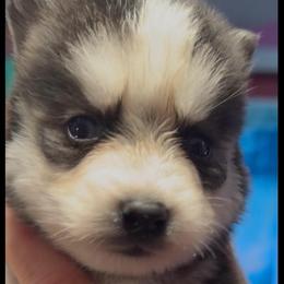 Toby - Black and white male Pomsky puppy in Spring Hill, Florida from PDQ Pomskies