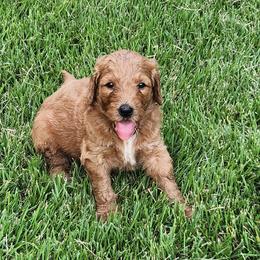 Pumpkin - Red female Bernedoodle puppy in Columbia, Missouri from Silver Creek Pups