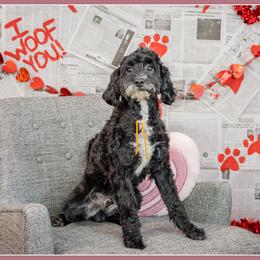 Roman - Black male Cockapoo puppy in Connersville, Indiana from Deaz Doodle Ranch