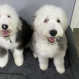 Old English Sheepdog Puppies from Heavinly Blessings Farm Pups - Old English Sheepdog Puppies