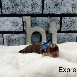 Expresso - Dapple male Dachshund puppy in Goodyear, Arizona from AZ Low Life Doxies