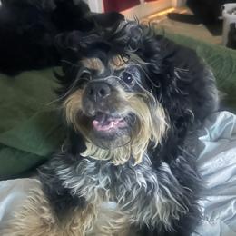 Ruby - Cocker Spaniel