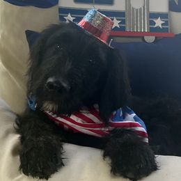 Flounder - Phantom Goldendoodle puppy in Tennessee from Middle Tennessee Golden Doodles