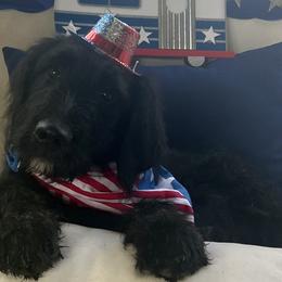 Flounder - Phantom Goldendoodle puppy in Tennessee from Middle Tennessee Golden Doodles
