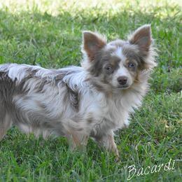 Bacardi - Chihuahua