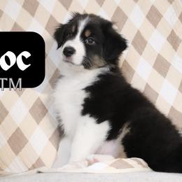 Doc - Black tri-color male Australian Shepherd puppy in Keytesville, Missouri from Dogwood Lane Canine