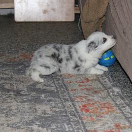 Jewel - Slate merle female Border Collie puppy in Crawfordsville, Indiana from Rescued Dreams Border Collies