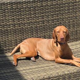 TBD - Golden rust female Vizsla puppy in Chula Vista, California from Dollys Rust Red Vizslas