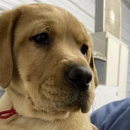 Red Boy - Yellow Labrador Retriever puppy in Brooksville, Kentucky from Triple Ridge Labs