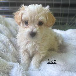 Leo - Cream male Maltipoo puppy in Traverse City, Michigan from Riyem Wildflower Farms