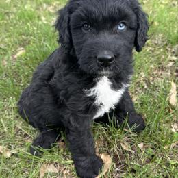 Boy 5 - Black and white male Aussiedoodle puppy in Hillsboro, Illinois from Perfect Paws Puppies