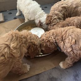Goldendoodle Puppies from Ivy’s Doodles