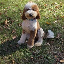 Aussiedoodle, Bernedoodle, Cockapoo, and Miniature Australian Shepherd All Grown Up from Jam's Doodles And Poodles
