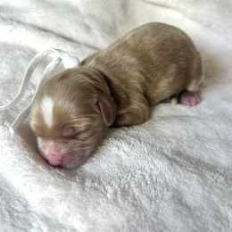 White Collar - Red female Cavapoo puppy in Powder Springs, Georgia from West Cobb Dogs