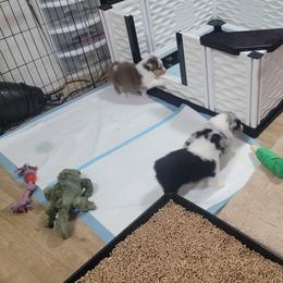 Australian Shepherd Puppies from Cornerstone Australian Shepherds