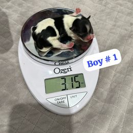 Biewer Terrier Puppies from Lozado’s Biewers