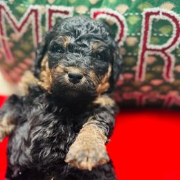 North - Phantom male Bernedoodle puppy in Sherman, Illinois from Shirl Doodle Life