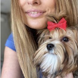 Biewer Terrier and Russian Salon Dog Puppies from Petit Bijou