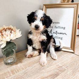 Maverick - Parti male Goldendoodle puppy in Alamance County, North Carolina from Doodle Squad Puppies